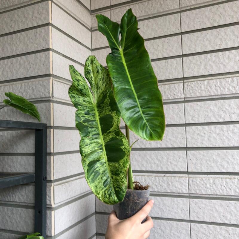 綠色天堂蔓綠絨 philodendron paraiso verde 竹芋 合果芋 雨林植物 觀葉 斑葉-細節圖2