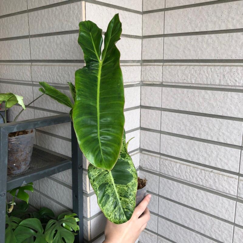 綠色天堂蔓綠絨 philodendron paraiso verde 竹芋 合果芋 雨林植物 觀葉 斑葉-細節圖3
