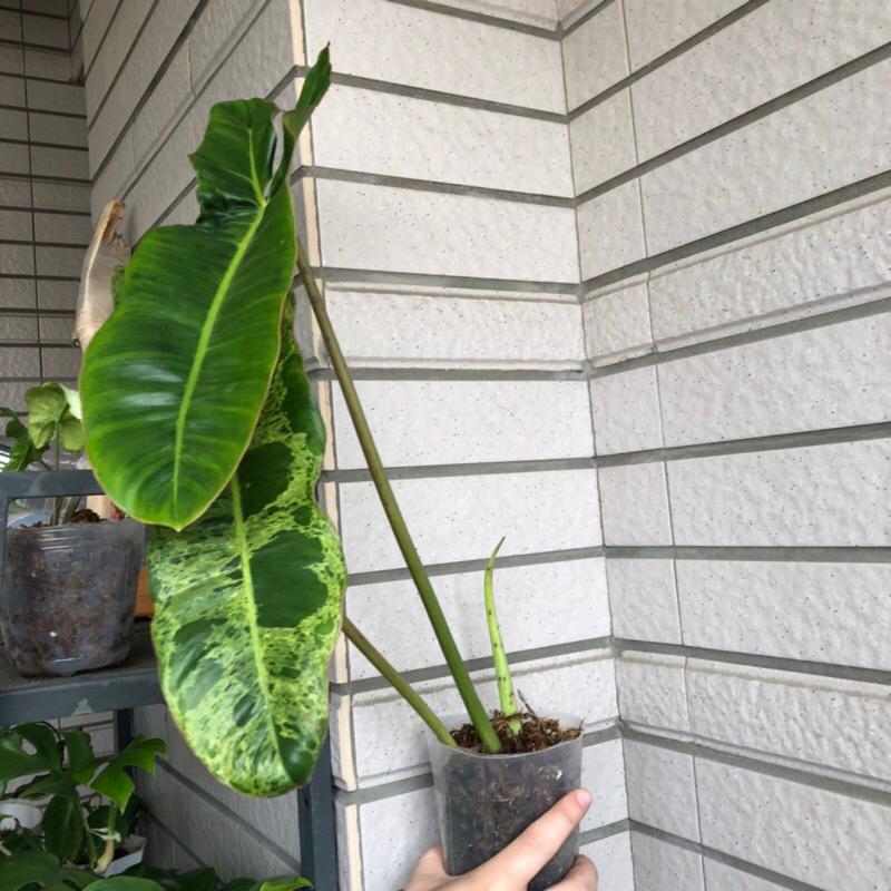 綠色天堂蔓綠絨 philodendron paraiso verde 竹芋 合果芋 雨林植物 觀葉 斑葉-細節圖4