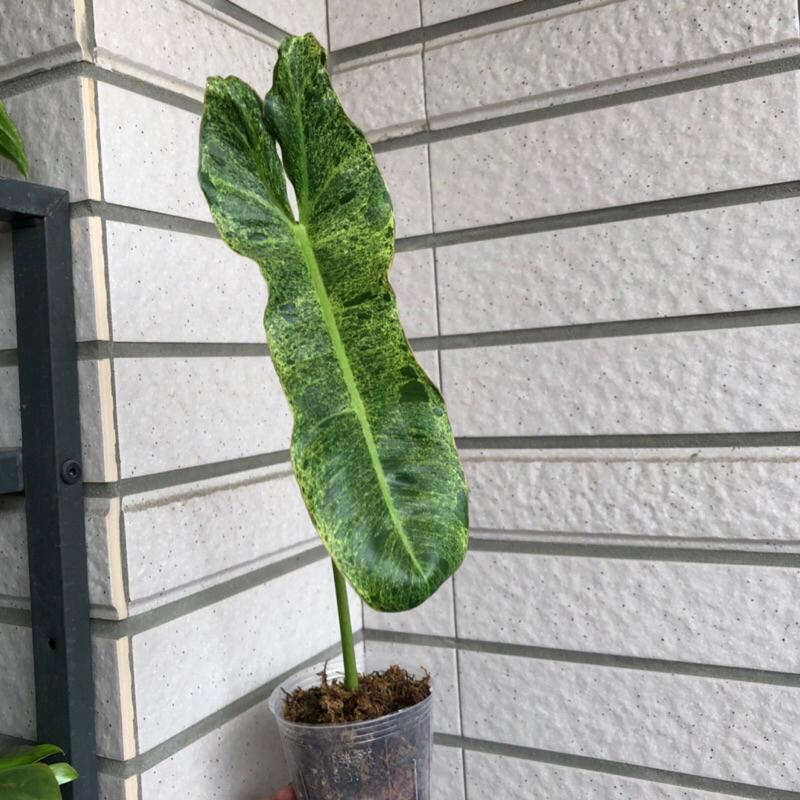 綠色天堂蔓綠絨 philodendron paraiso verde 竹芋 合果芋 雨林植物 觀葉 斑葉-細節圖5