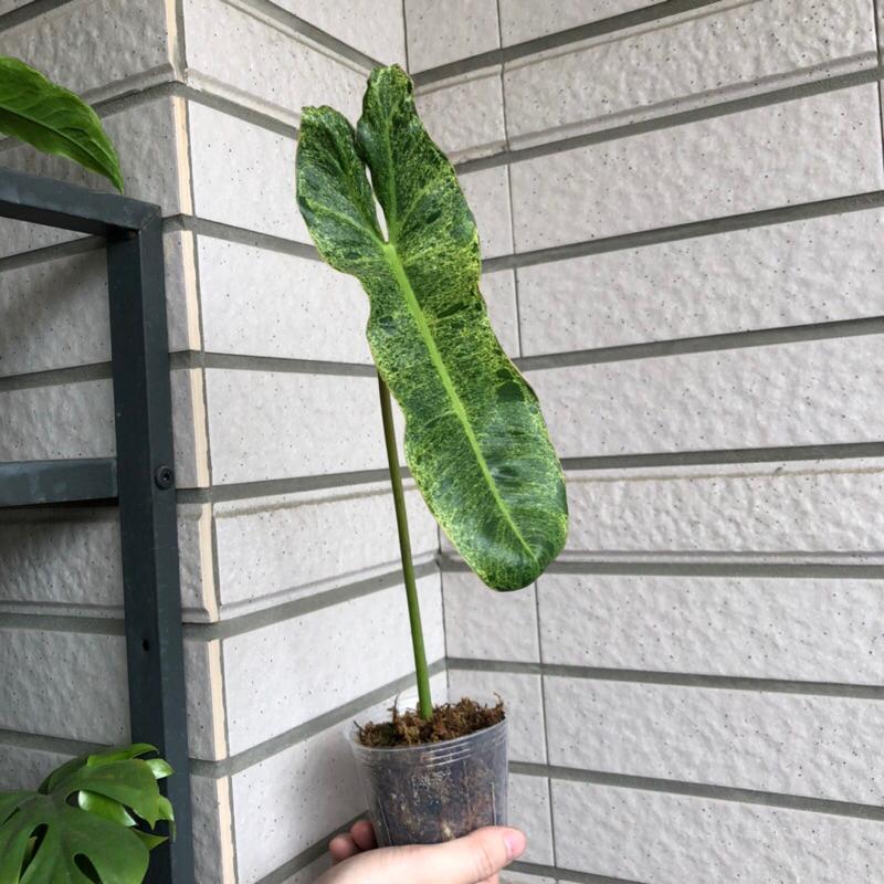 綠色天堂蔓綠絨 philodendron paraiso verde 竹芋 合果芋 雨林植物 觀葉 斑葉-細節圖6