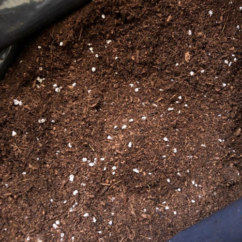 GREEN TERRA歐洲進口培養土 泥炭土 栽培土 花土 1L 適用於各種植物 椰子殼粉 白雲石 珍珠石 芝麻柏