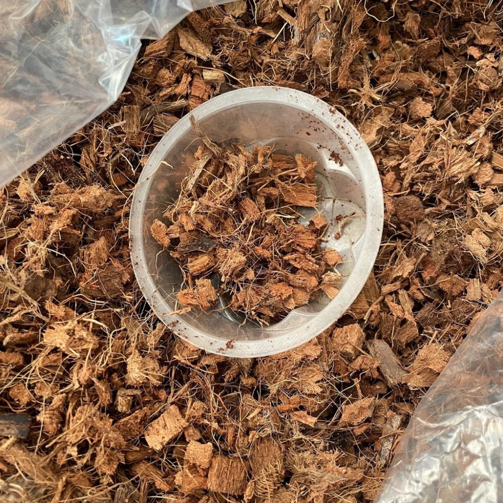 椰塊 椰纖塊 1L 200g～250g 植物 介質 多肉介質 盆底 椰子纖 椰塊 龜背芋 多肉 竹芋-細節圖2