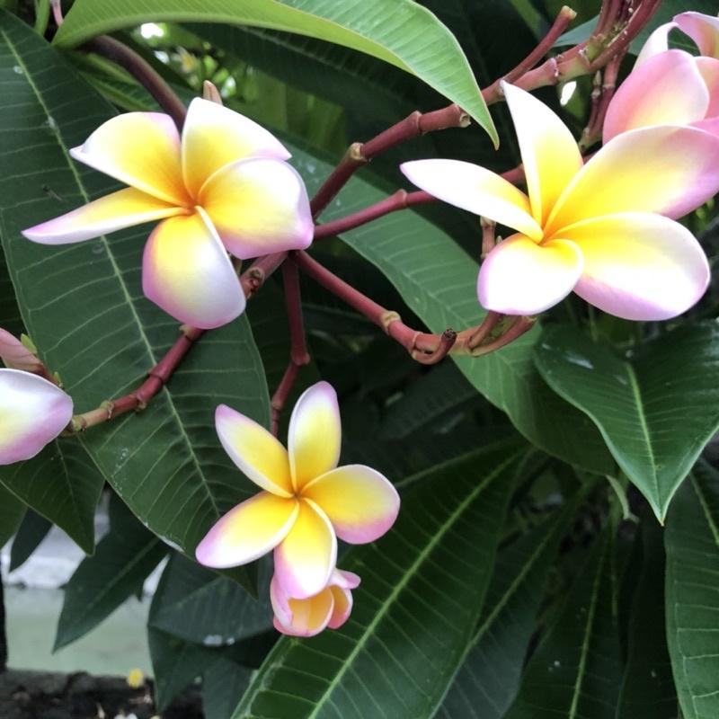 香水雞蛋花(白花黃心、粉花黃心、粉花粉心) Plumeria obtusa 緬梔花 番仔花 南洋 海島 風情-細節圖2