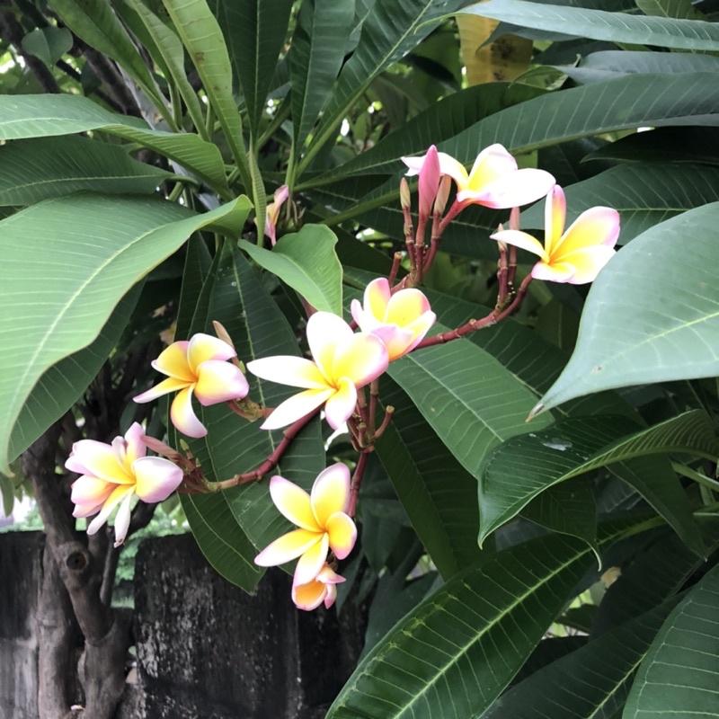 香水雞蛋花(白花黃心、粉花黃心、粉花粉心) Plumeria obtusa 緬梔花 番仔花 南洋 海島 風情-細節圖3