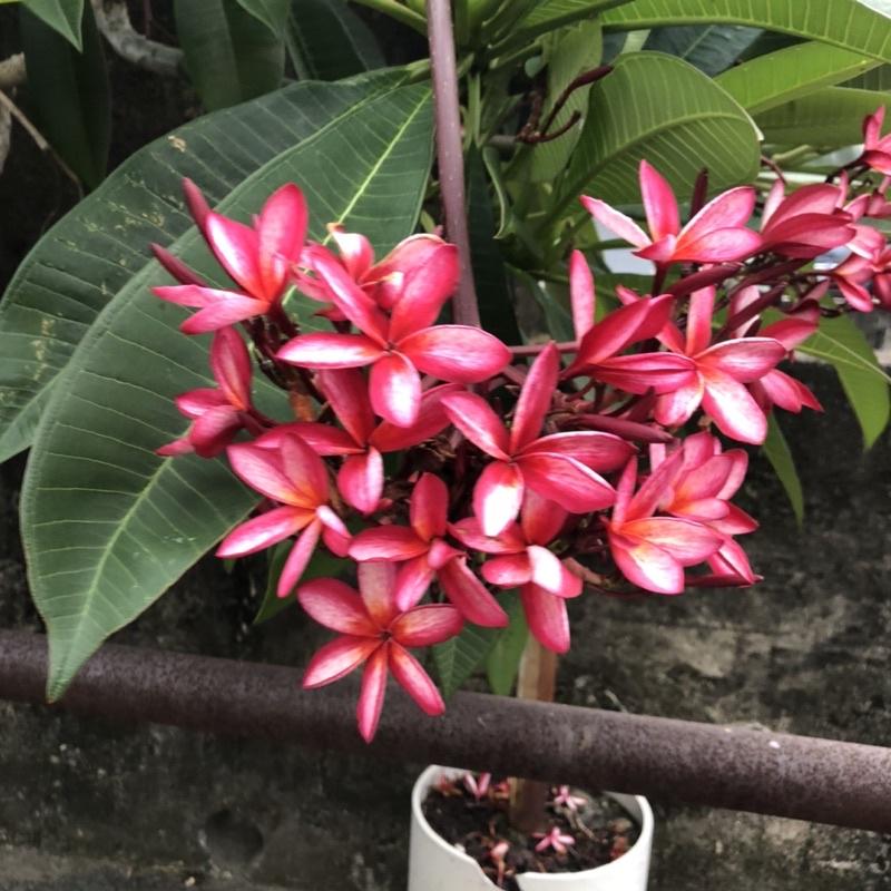 香水雞蛋花(白花黃心、粉花黃心、粉花粉心) Plumeria obtusa 緬梔花 番仔花 南洋 海島 風情-細節圖4
