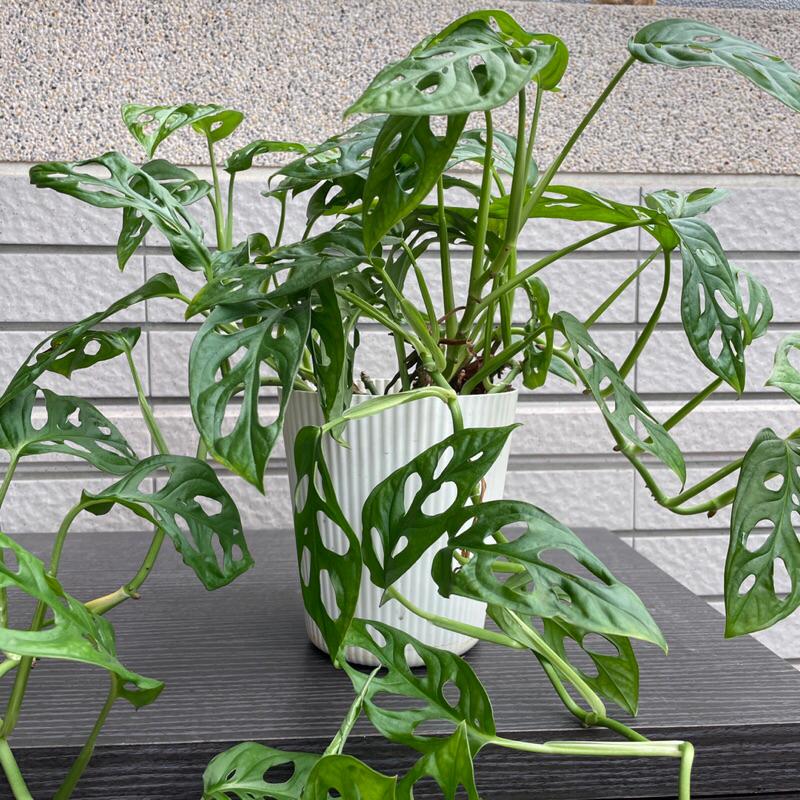 窗孔龜背芋 洞葉龜背竹 洞洞蔓綠絨 室內植物 辦公室植物 淨化空氣 雨林植物 蔓綠絨 竹芋-細節圖2