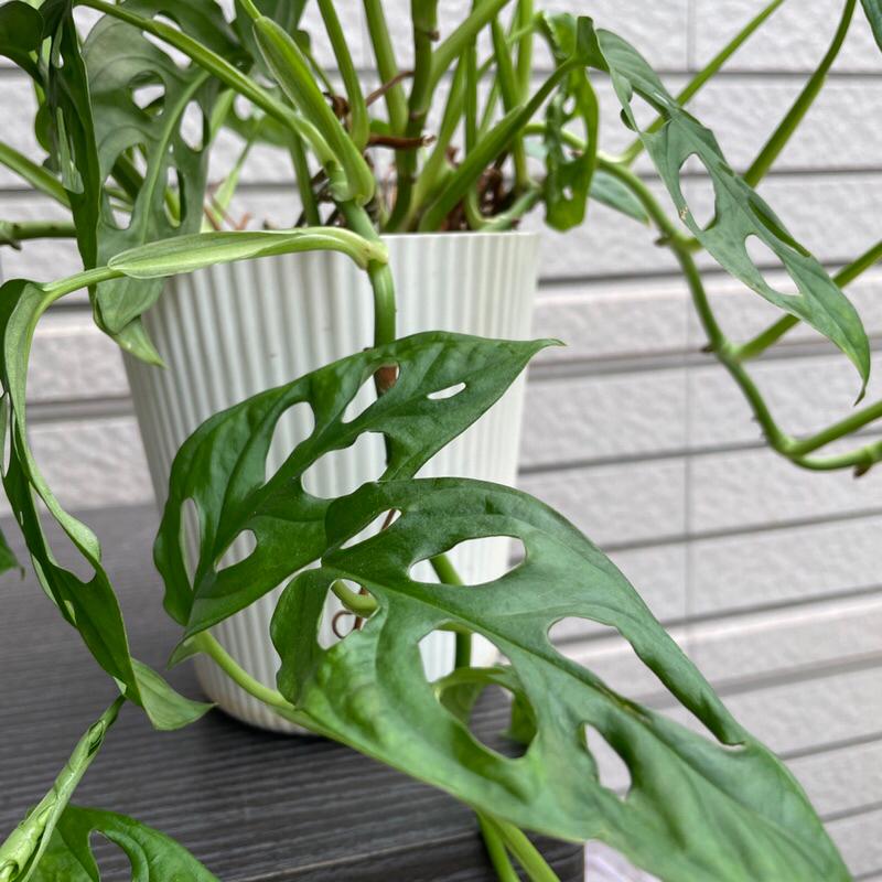 窗孔龜背芋 洞葉龜背竹 洞洞蔓綠絨 室內植物 辦公室植物 淨化空氣 雨林植物 蔓綠絨 竹芋-細節圖3