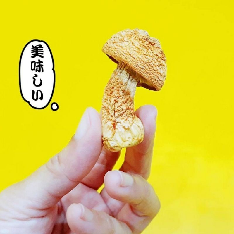 【金海湘商行】巴西蘑菇  姬松茸 100公克~600公克 滿滿多醣體♥-細節圖2