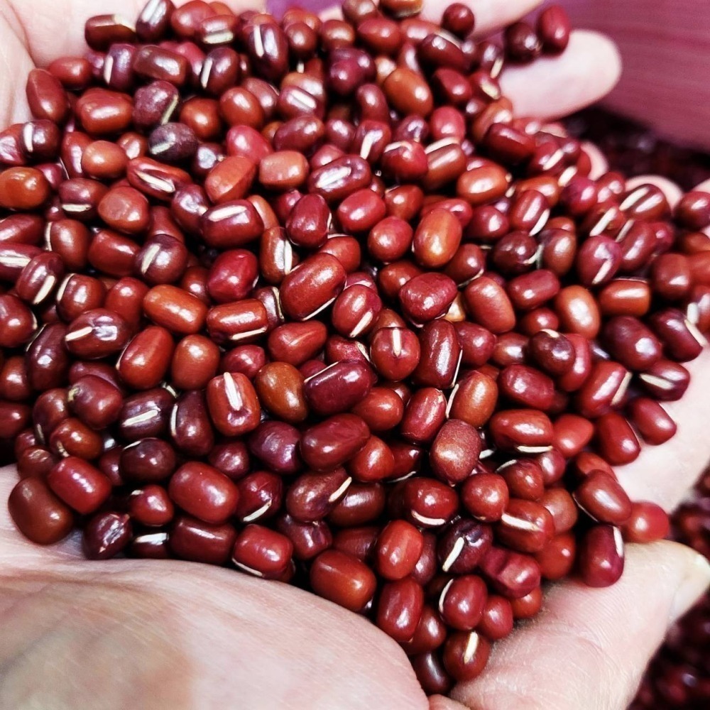 【金海湘商行】特級本產紅豆 大顆 萬丹紅豆 9號履歷紅豆 600公克｜包 豆香濃郁-細節圖2