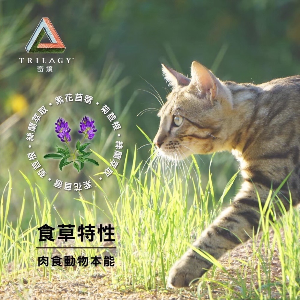 奇境貓飼料《寵杏貓》 🔥限時優惠🔥 無穀貓糧 300克 凍乾  無穀貓飼料 幼貓 成貓飼料 凍乾 凍乾貓糧 純境-細節圖2