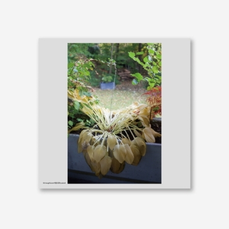 微樂客💃預購截止1.5/請詳閱賣場說明 吳赫 HYUKOH - 歷年專輯再版黑膠唱片-規格圖1