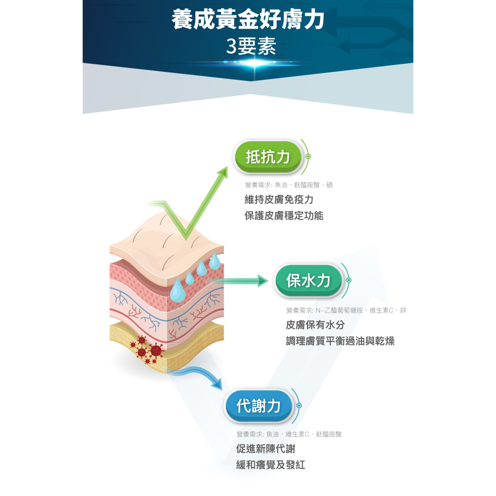 🌟全新效期、限時特價🌟木入森 膚立好 貓咪 25、50顆/盒-細節圖9