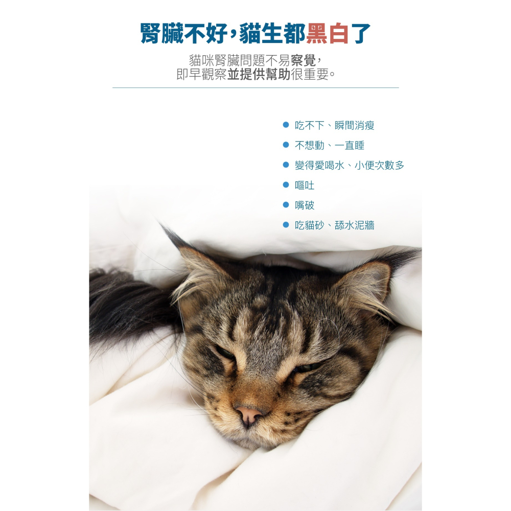 🌟全新效期、限時特價🌟木入森 貓咪保腎利 30、60顆/盒-細節圖3
