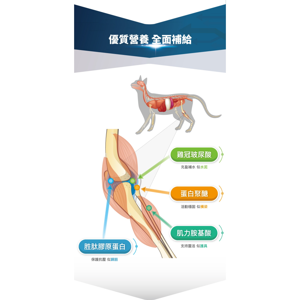 🌟全新效期、限時特價🌟木入森 有關膝 貓用 30、60顆/盒-細節圖10