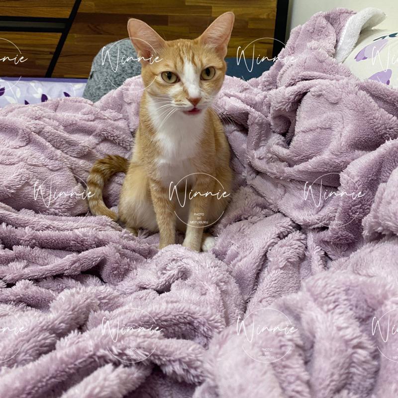 ｜𝕎𝕚𝕟𝕟𝕚𝕖溫妮｜台灣出貨 塔芙蓉羊羔毛毯子 冬季保暖毯 雙人毛毯 雙人加大毛毯-細節圖3