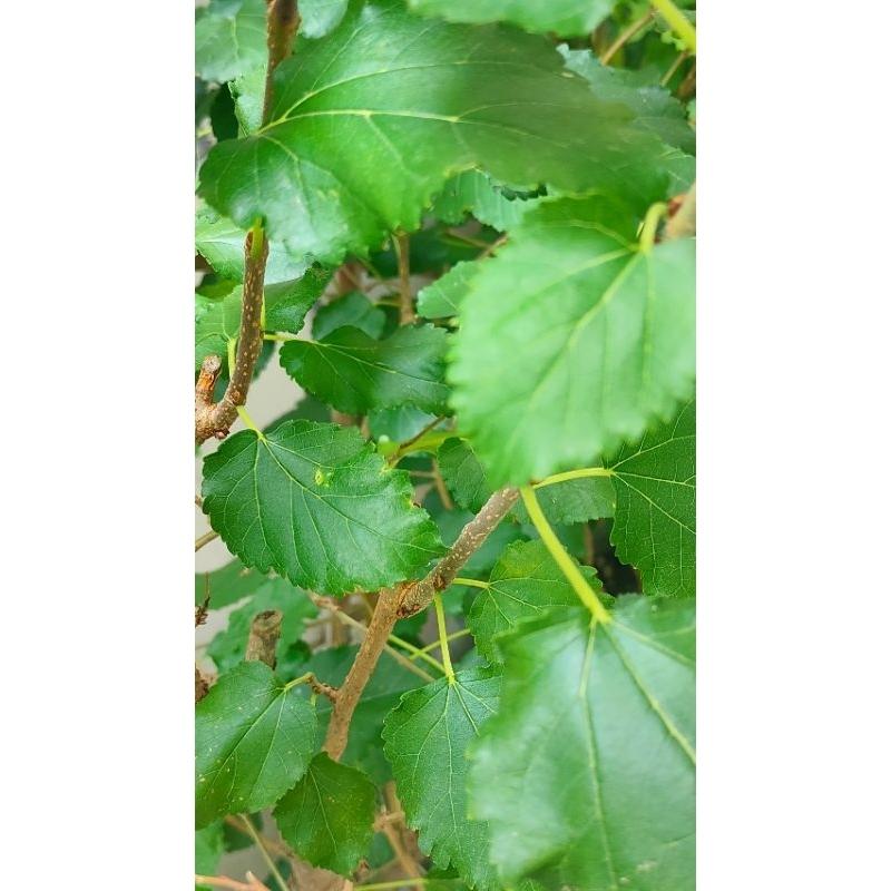 桑椹葉~鄉下栽種/無毒無農藥/自然生長-細節圖2