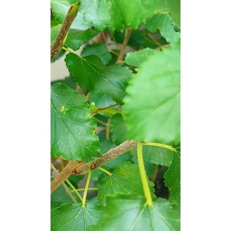 桑椹葉~鄉下栽種/無毒無農藥/自然生長-細節圖3