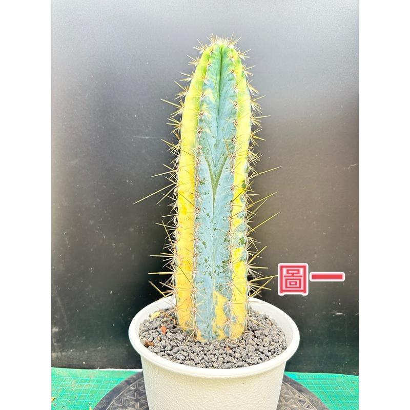 【外星人的植物園】藍柱錦 藍柱 仙人掌 虎尾蘭 龍舌蘭 塊根 大戟 盆栽 植物 現貨【滿額免運】-細節圖2