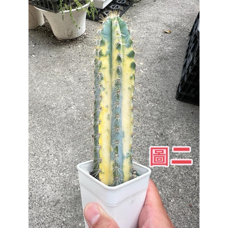 【外星人的植物園】藍柱錦 藍柱 仙人掌 虎尾蘭 龍舌蘭 塊根 大戟 盆栽 植物 現貨【滿額免運】-細節圖3