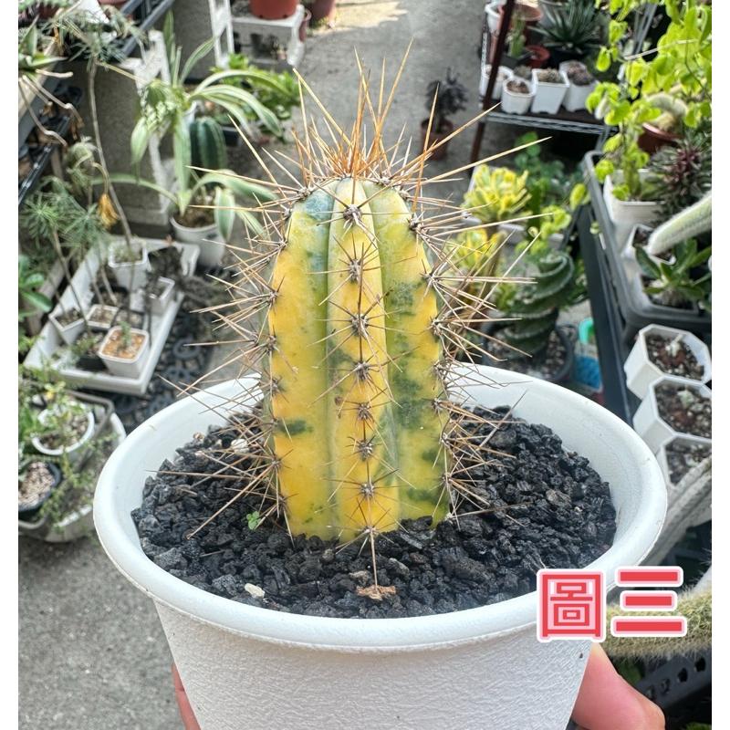 【外星人的植物園】藍柱錦 藍柱 仙人掌 虎尾蘭 龍舌蘭 塊根 大戟 盆栽 植物 現貨【滿額免運】-細節圖4