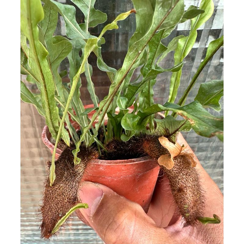 【外星人的植物園】斛蕨 蕨類 室內植物 塊根 龍舌蘭 仙人掌 虎尾蘭 盆栽 植物 現貨【滿額免運】-細節圖2