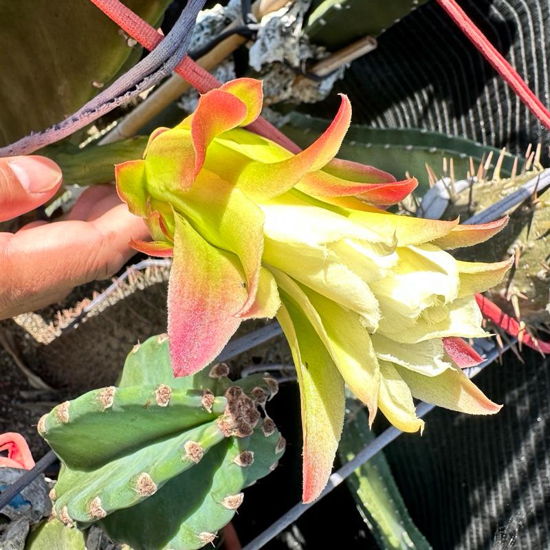 【外星人的植物園】秘魯蘋果 無刺神代 鬼面角 仙人掌 虎尾蘭 龍舌蘭 塊根 大戟 盆栽 植物 現貨【滿額免運】-細節圖2