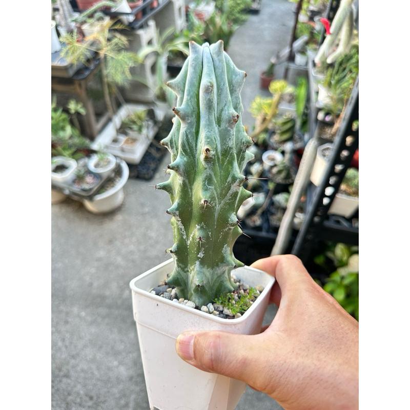 【外星人的植物園】雷斧閣 仙人掌 虎尾蘭 龍舌蘭 塊根 大戟 盆栽 植物 現貨【滿額免運】-細節圖2