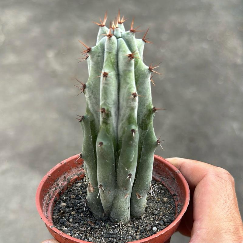 【外星人的植物園】雷斧閣 仙人掌 虎尾蘭 龍舌蘭 塊根 大戟 盆栽 植物 現貨【滿額免運】-細節圖3