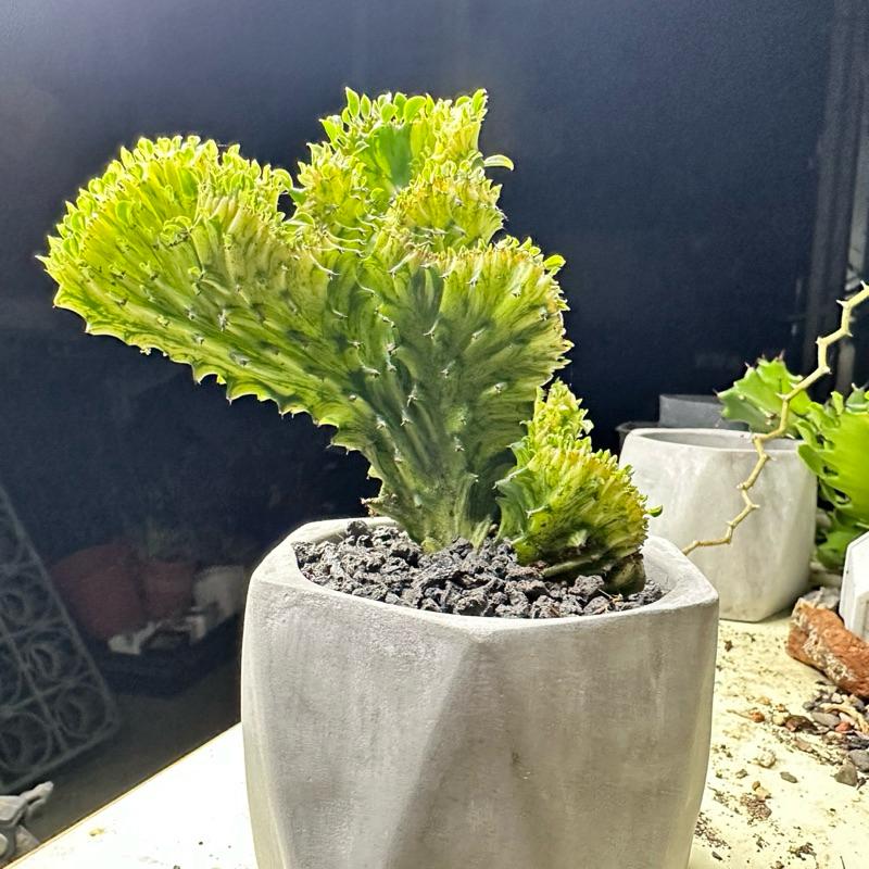 【外星人的植物園】春風錦 紅春峰 白春峰 彩色春峰 仙人掌 虎尾蘭 龍舌蘭 塊根 大戟 盆栽 植物 現貨【滿額免運】-細節圖3