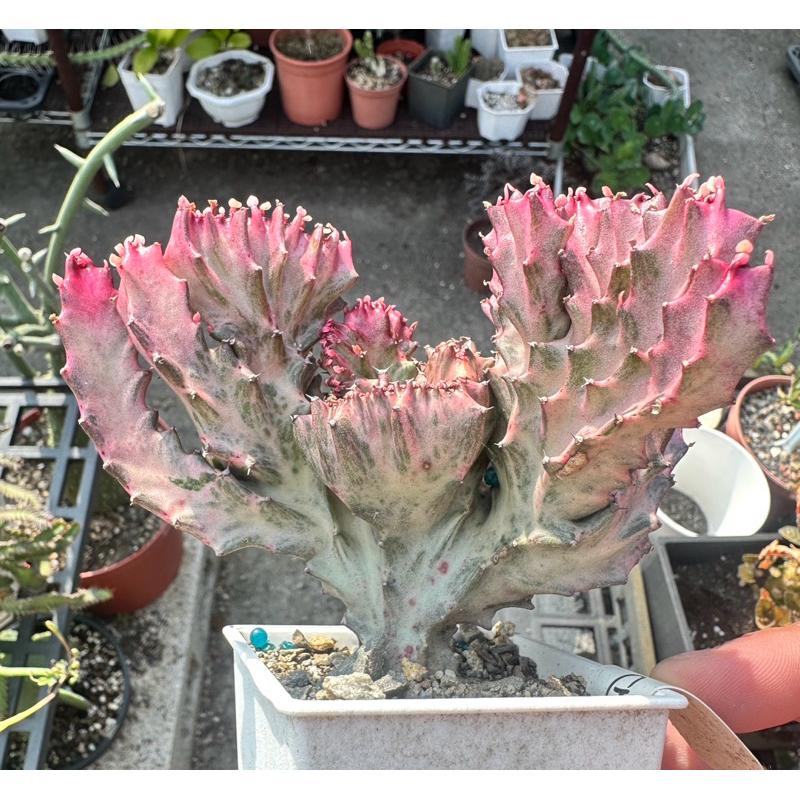 【外星人的植物園】春風錦 紅春峰 白春峰 彩色春峰 仙人掌 虎尾蘭 龍舌蘭 塊根 大戟 盆栽 植物 現貨【滿額免運】-細節圖4
