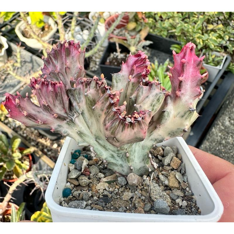 【外星人的植物園】春風錦 紅春峰 白春峰 彩色春峰 仙人掌 虎尾蘭 龍舌蘭 塊根 大戟 盆栽 植物 現貨【滿額免運】-細節圖5