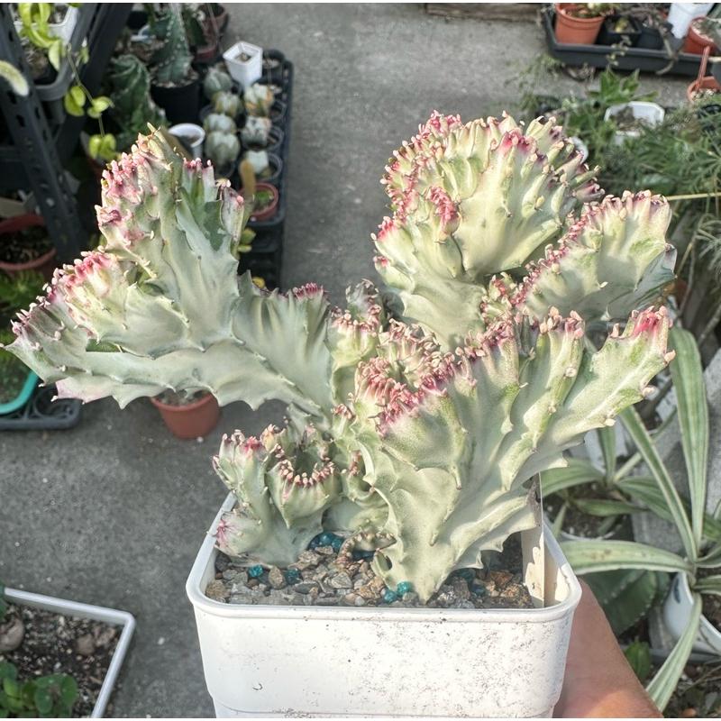 【外星人的植物園】春風錦 紅春峰 白春峰 彩色春峰 仙人掌 虎尾蘭 龍舌蘭 塊根 大戟 盆栽 植物 現貨【滿額免運】-細節圖7