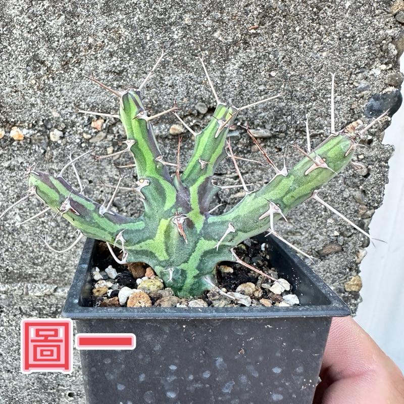 【外星人的植物園】魚叉大戟穩根 仙人掌 虎尾蘭 龍舌蘭 塊根 盆栽 植物 現貨【滿額免運】-細節圖2