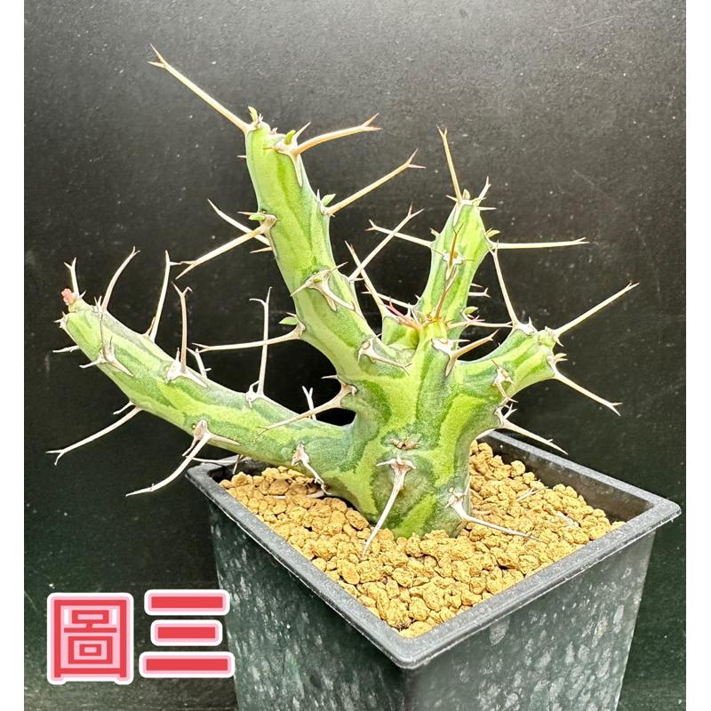 【外星人的植物園】魚叉大戟穩根 仙人掌 虎尾蘭 龍舌蘭 塊根 盆栽 植物 現貨【滿額免運】-細節圖4