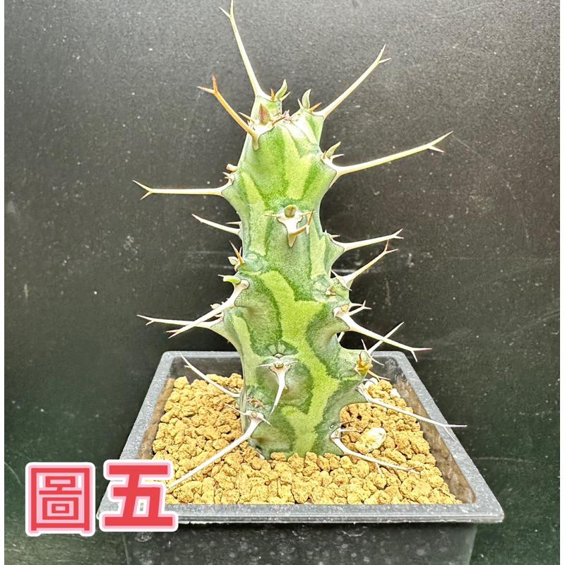 【外星人的植物園】魚叉大戟穩根 仙人掌 虎尾蘭 龍舌蘭 塊根 盆栽 植物 現貨【滿額免運】-細節圖6