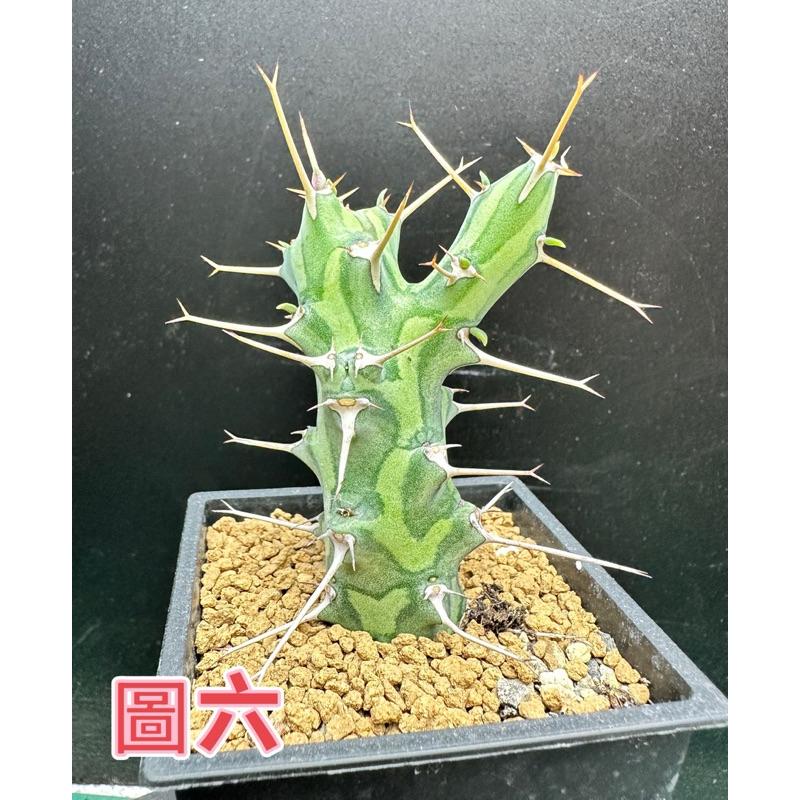 【外星人的植物園】魚叉大戟穩根 仙人掌 虎尾蘭 龍舌蘭 塊根 盆栽 植物 現貨【滿額免運】-細節圖7