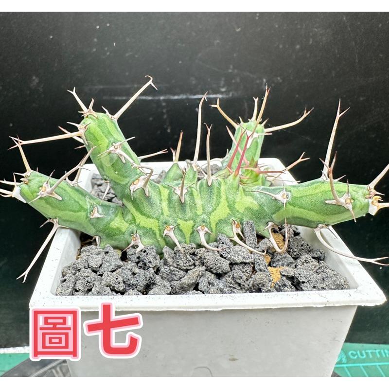 【外星人的植物園】魚叉大戟穩根 仙人掌 虎尾蘭 龍舌蘭 塊根 盆栽 植物 現貨【滿額免運】-細節圖8