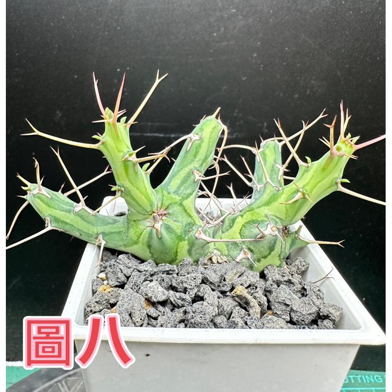 【外星人的植物園】魚叉大戟穩根 仙人掌 虎尾蘭 龍舌蘭 塊根 盆栽 植物 現貨【滿額免運】-細節圖9