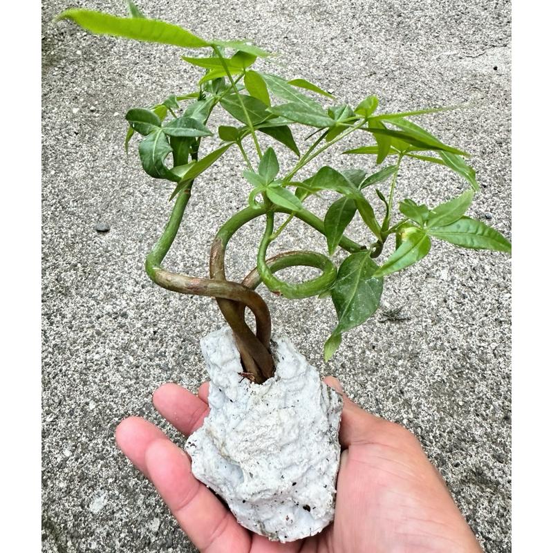 【外星人的植物園】馬拉巴栗 發財樹 美國土豆 仙人掌 虎尾蘭 龍舌蘭 塊根 大戟 盆栽 植物 現貨【滿額免運】-細節圖2