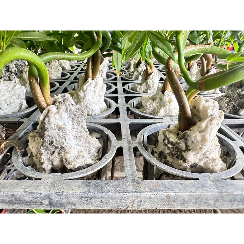 【外星人的植物園】馬拉巴栗 發財樹 美國土豆 仙人掌 虎尾蘭 龍舌蘭 塊根 大戟 盆栽 植物 現貨【滿額免運】-細節圖3