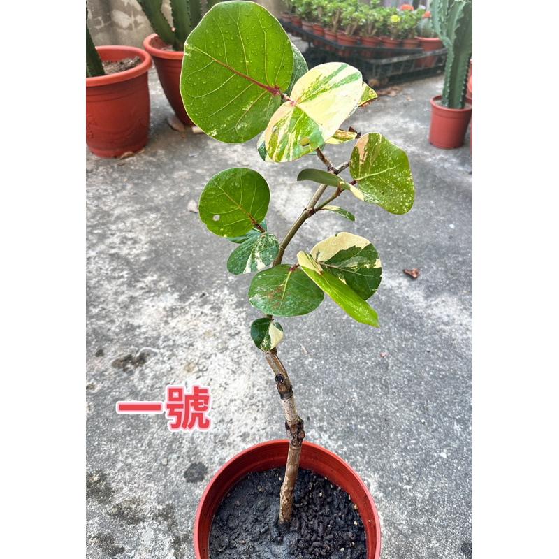 【外星人的植物園】斑葉海葡萄 仙人掌 虎尾蘭 龍舌蘭 塊根 大戟 盆栽 植物 現貨【滿額免運】-細節圖2