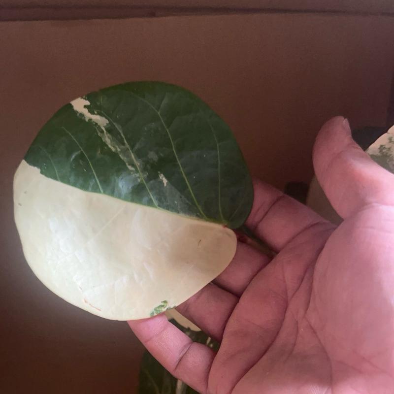 【外星人的植物園】斑葉海葡萄 仙人掌 虎尾蘭 龍舌蘭 塊根 大戟 盆栽 植物 現貨【滿額免運】-細節圖4