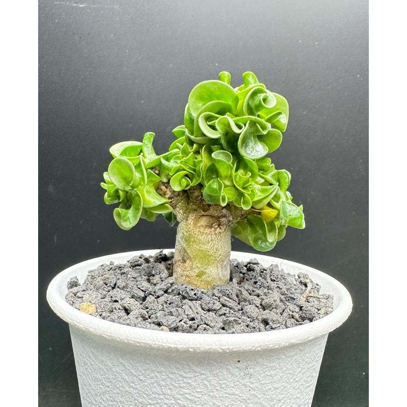 【外星人的植物園】泰國羊角 DHA 仙人掌 虎尾蘭 龍舌蘭 塊根 大戟 盆栽 植物 現貨【滿額免運】-細節圖3