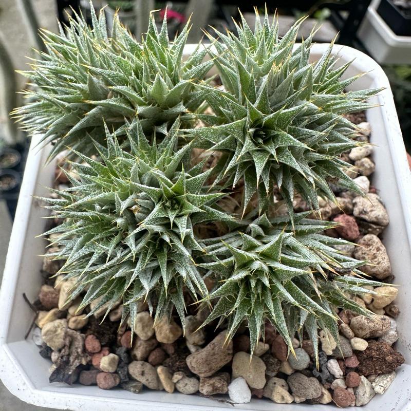【外星人的植物園】德氏鳳梨 仙人掌 虎尾蘭 龍舌蘭 塊根 大戟 盆栽 植物 現貨【滿額免運】-細節圖2