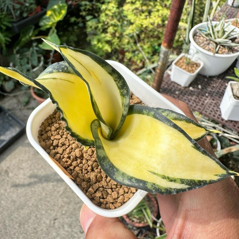 【外星人的植物園】海嘯黃中斑 仙人掌 虎尾蘭 龍舌蘭 塊根 大戟 盆栽 植物 現貨【滿額免運】-細節圖2