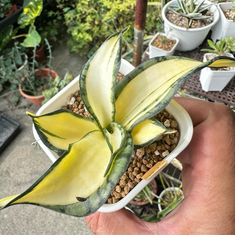 【外星人的植物園】海嘯黃中斑 仙人掌 虎尾蘭 龍舌蘭 塊根 大戟 盆栽 植物 現貨【滿額免運】-細節圖3