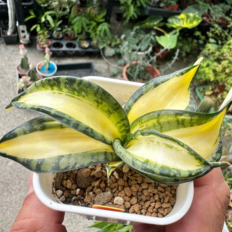 【外星人的植物園】海嘯黃中斑 仙人掌 虎尾蘭 龍舌蘭 塊根 大戟 盆栽 植物 現貨【滿額免運】-細節圖4