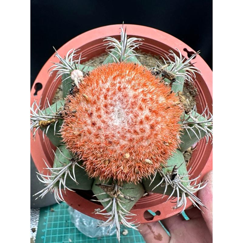 【外星人的植物園】魔雲 仙人掌 虎尾蘭 龍舌蘭 塊根 大戟 盆栽 植物 現貨【滿額免運】-細節圖2