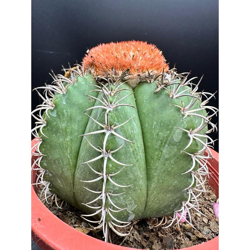 【外星人的植物園】魔雲 仙人掌 虎尾蘭 龍舌蘭 塊根 大戟 盆栽 植物 現貨【滿額免運】-細節圖3